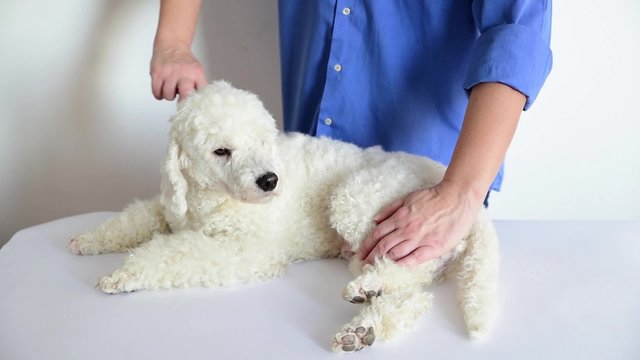 Poodle grooming at the salon for dogs