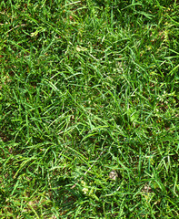Close up of green grass background texture 