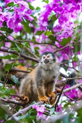 The squirrel monkey and pink flowers. The squirrel monkey saimiri sits in a magnificent environment of colors.