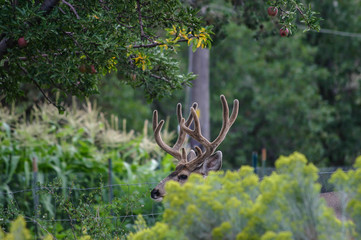 Buck Deer in brush