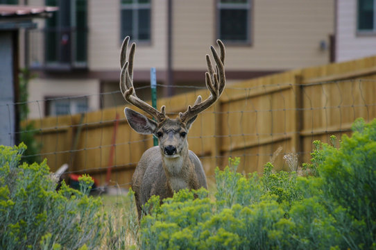 Fototapeta Large Buck Deer