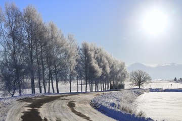 カーブする道の樹氷する白樺並木