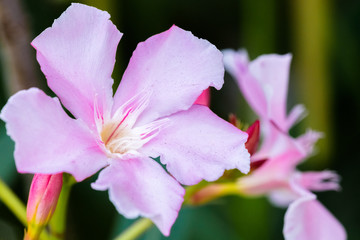 Fototapeta na wymiar Beautiful Hawaiian Flower
