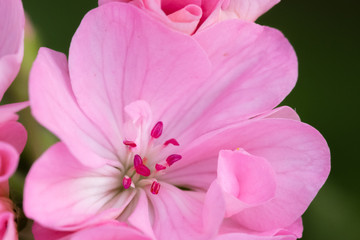 Beautiful Hawaiian Flower