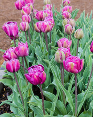 Purple tulip bulbs in flower