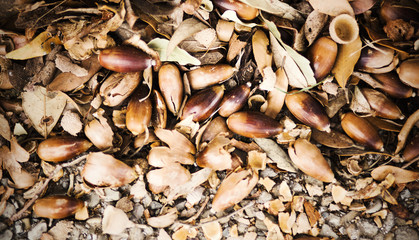 Big acorns and dry oak leaves on the ground in autumn