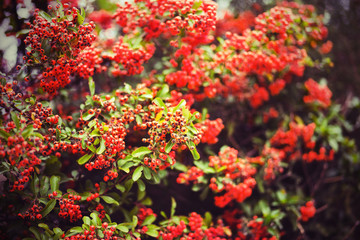 Obraz premium Firethorn berries horizontal
