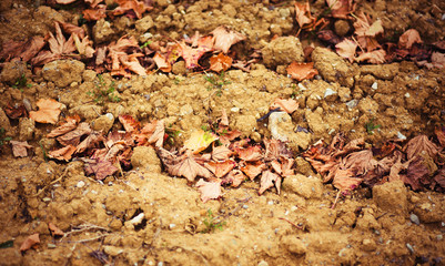 dry leafage on soil - abstract natural background