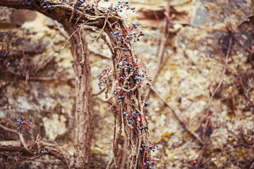 An old stone wall covered with drying wild grapes