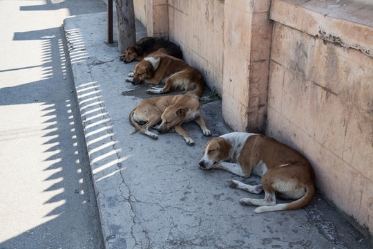 Street dogs resting in the shade, Falmouth, Jamaica