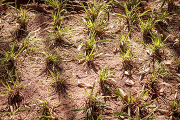 grass