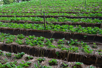 Rows of young strawberry in raised beds garden
