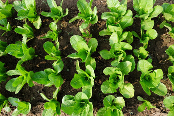 Salad planting
