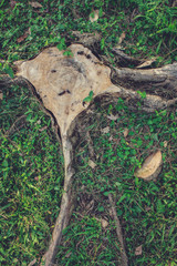 Tree Park
