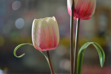 tulips flower