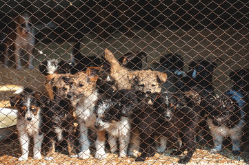 Many cute puppies locked in the cage