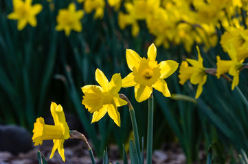 Yellow daffodil flowers in the garden