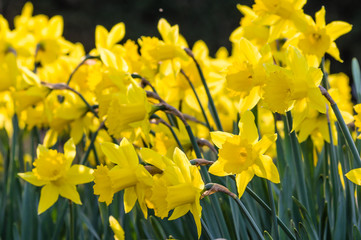 Fototapeta premium Yellow daffodil flowers in the garden