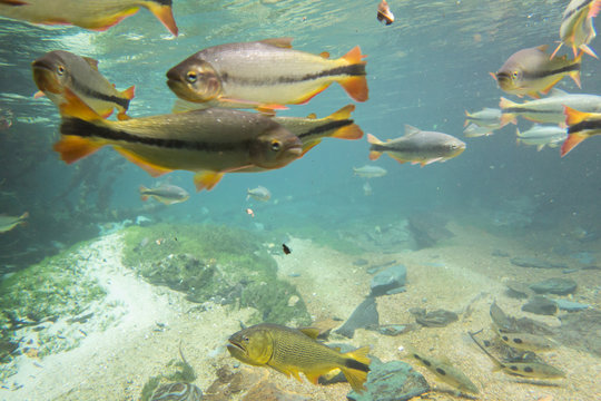 Diving at Salobra river with fishes piraputanga, piau, dourado and others