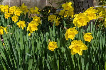 Daffodil flowers in the garden