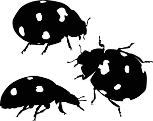 three black ladybugs silhouettes isolated on white