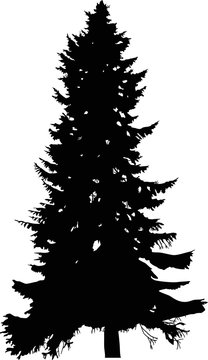 fir high tree black silhouette illustration