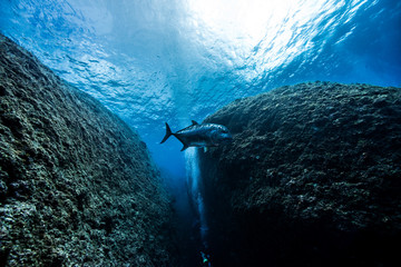 underwater blue