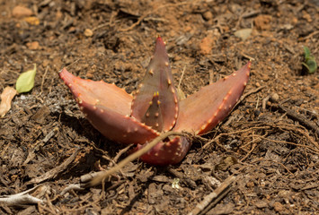 small red agave