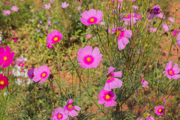 Cosmos flower