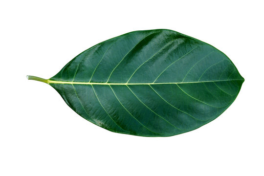 Fototapeta Jackfruit leaves on white background.