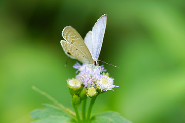 butterfly on flower