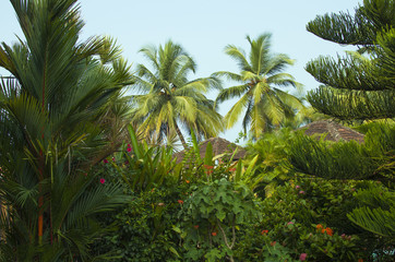 beautiful garden of tropical plants