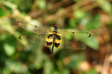 Dragonfly in the Botanical Gardens.
