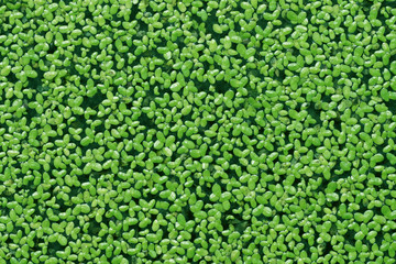 Duckweed covered on the water surface