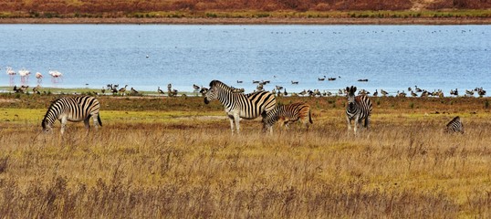 Fototapeta na wymiar Close up of Zebras grazing on dry meadow