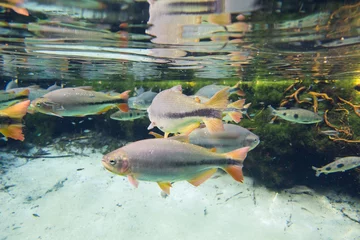 Diving at Salobra river with fishes piraputanga, piau, dourado a © Luciano Queiroz
