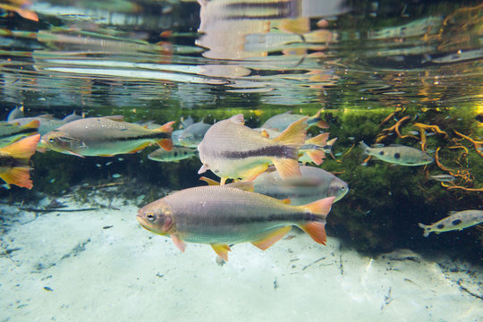 Diving at Salobra river with fishes piraputanga, piau, dourado a