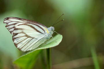 Black and white butterfly pattern on leaves