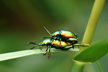 Green insects are mating