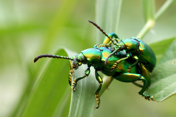 Green insects are mating