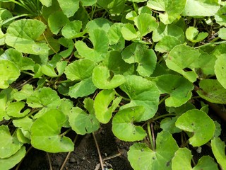 green centella asiatica tree in vegetable garden
