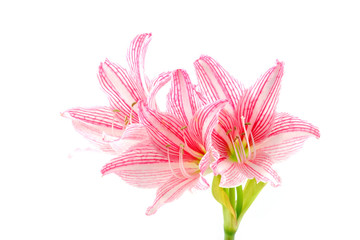 Fototapeta na wymiar Blooming pink flowers