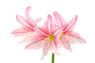 Blooming pink flowers