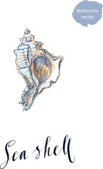 Watercolor sea shell