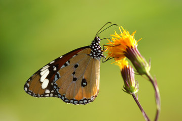 butterfly on yellow flower.