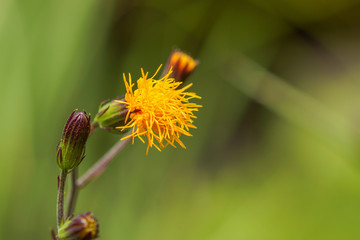 Spring background with beautiful yellow flowers