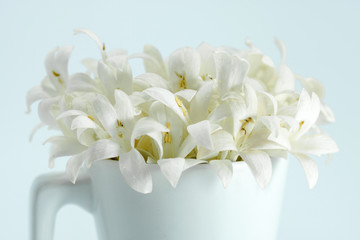 Fragrant white flowers in a glass