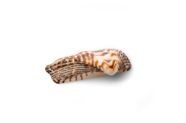 Brown white seashell