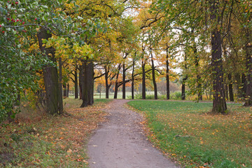 Naklejka premium The tracks in the old Park among the oaks and maples. Cloudy.