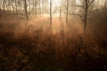 fog in forest